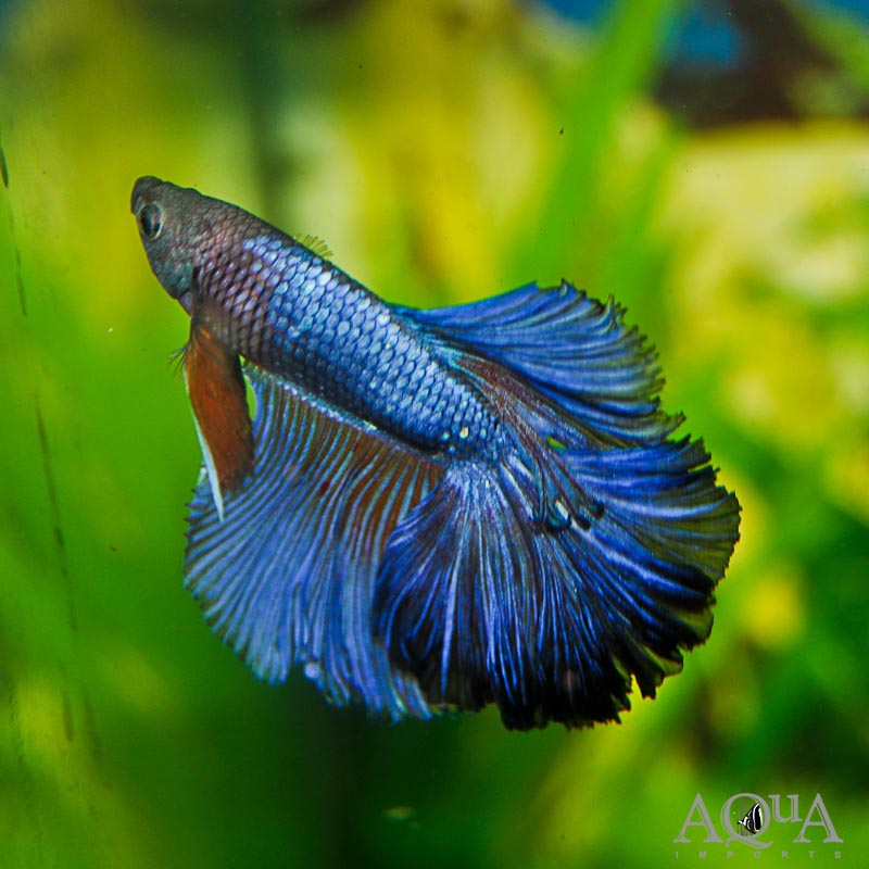 Halfmoon Betta Male (Betta splendens)