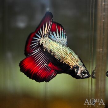 Halfmoon Dragon Scale Betta