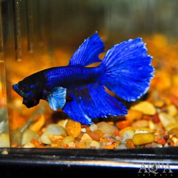 Halfmoon Elephant Ear Betta