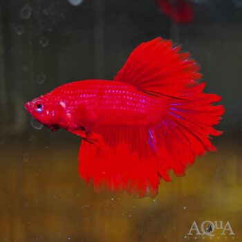 Halfmoon Super Red Betta