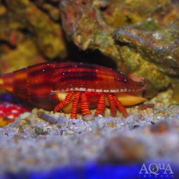 Halloween Hermit Crab (Ciliopagurus strigatus)