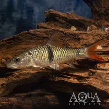 Hampala Barb (Hampala macrolepidota)