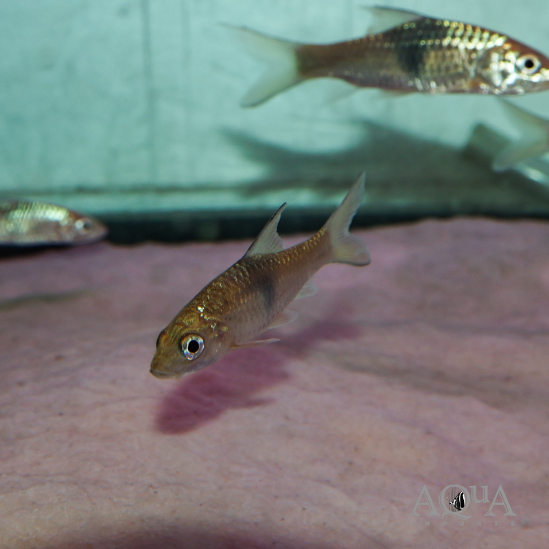 Hampala sabana