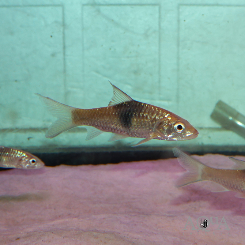 Hampala sabana