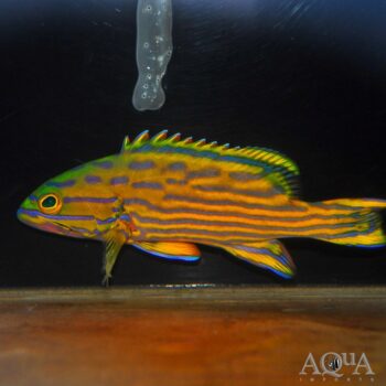 Harlequin Grouper (Cephalopholis polleni)