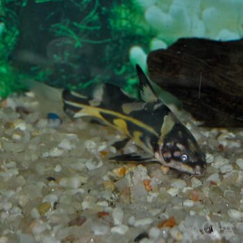 Harlequin Lancer Catfish (Bagroides melapterus)