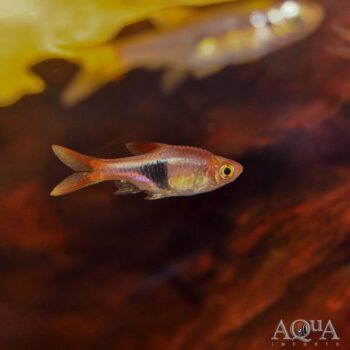 Harlequin Rasbora (Trigonostigma heteromorpha)