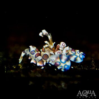Harlequin Shrimp (Hymenocera picta)