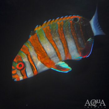 Harlequin Tusk (Choerodon fasciatus)