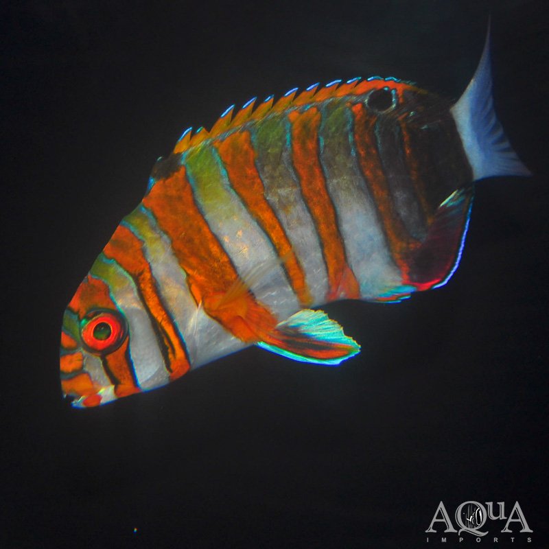 Harlequin Tusk (Choerodon fasciatus)