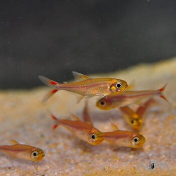Hasemania sp. Yurimaguas