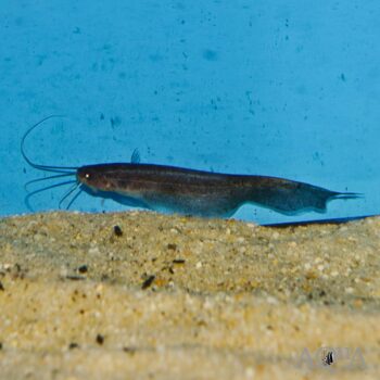 Hasselt's Leaf Catfish (Silurichthys hasseltii)