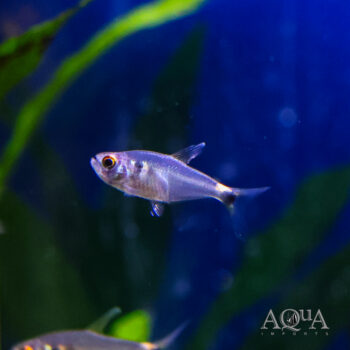 Head and Tail Light Tetra (Hemigrammus ocellifer)