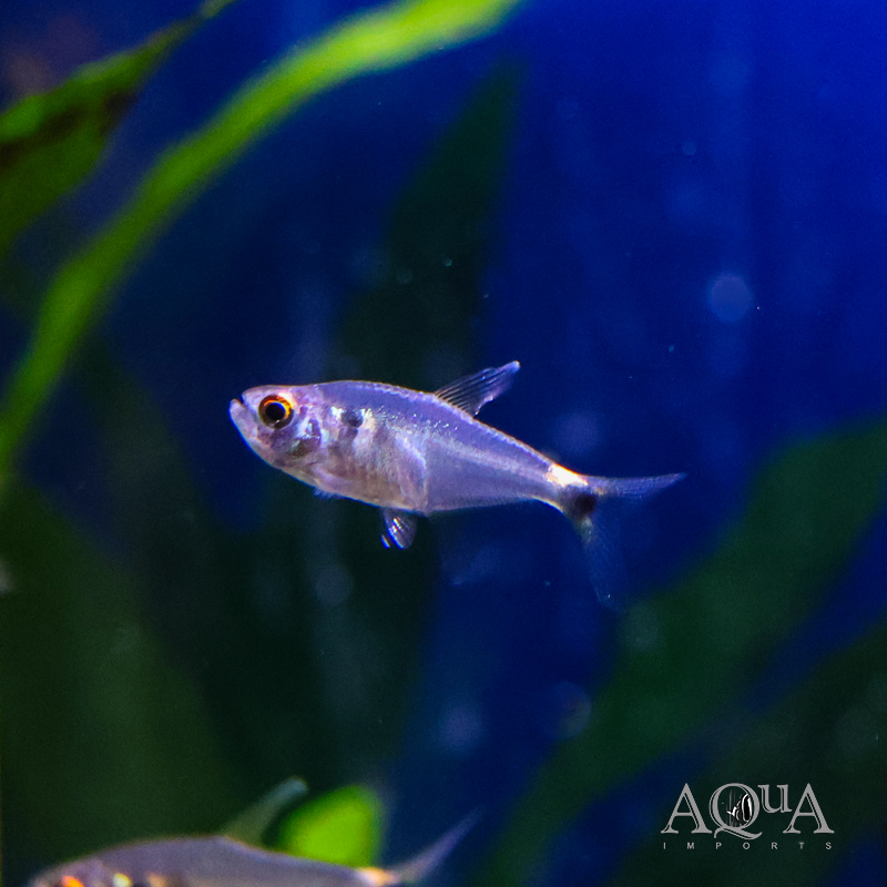 Head and Tail Light Tetra (Hemigrammus ocellifer)