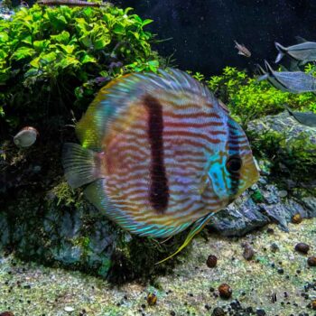 Nhamundá Blue Face Heckel Discus (Symphysodon discus)