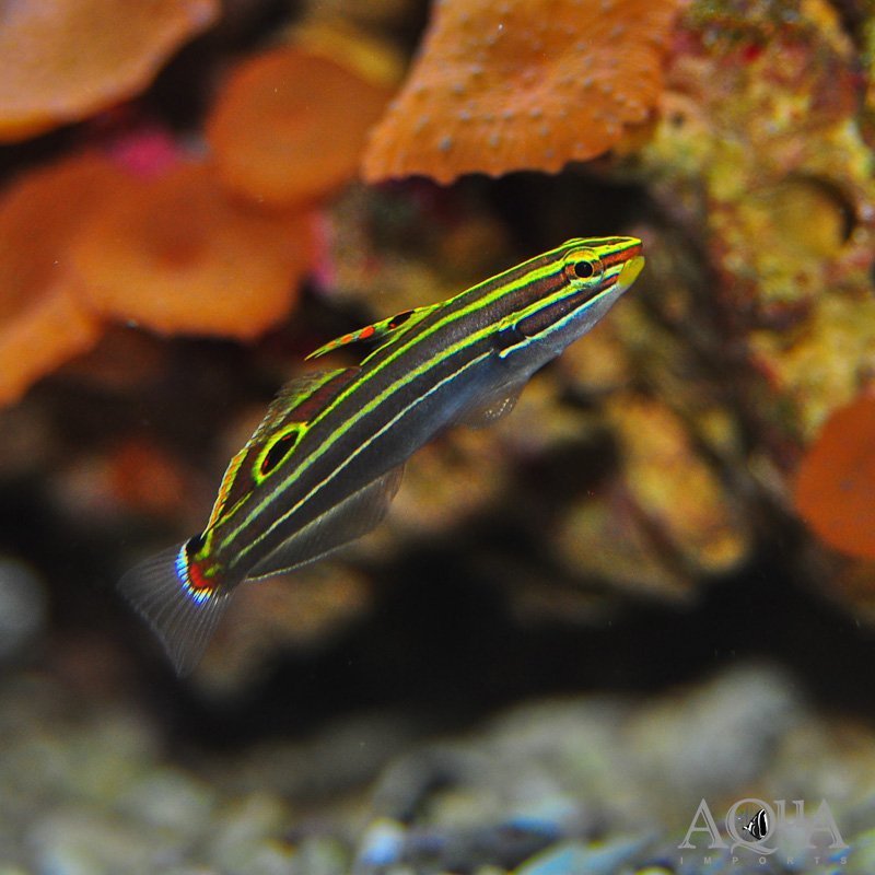 Hector's Goby (Koumansetta hectori)