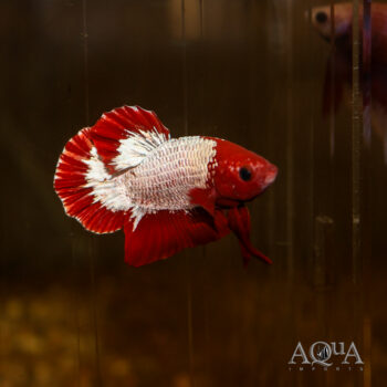 Hellboy Betta Male (Betta splendens)