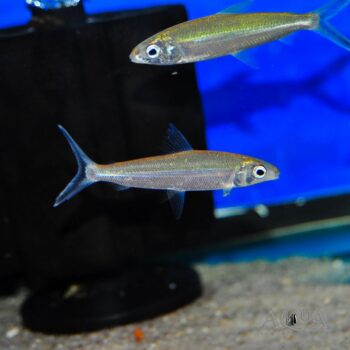 Hemiodus immaculatus
