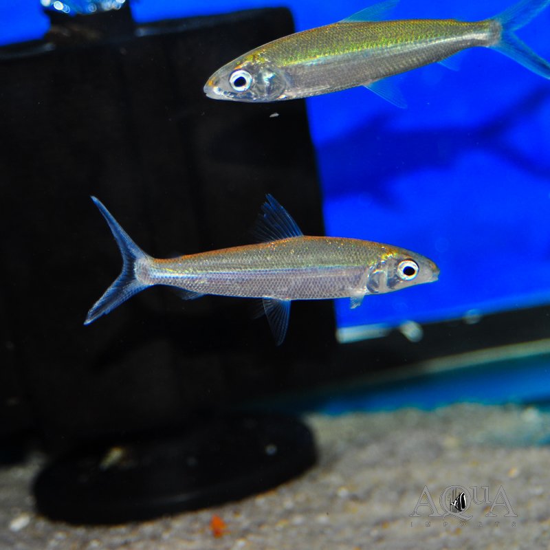 Hemiodus immaculatus