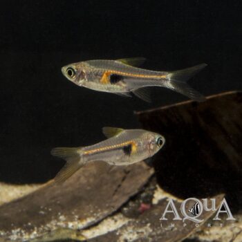 Hengeli / Glowlight Rasbora (Trigonostigma hengeli)