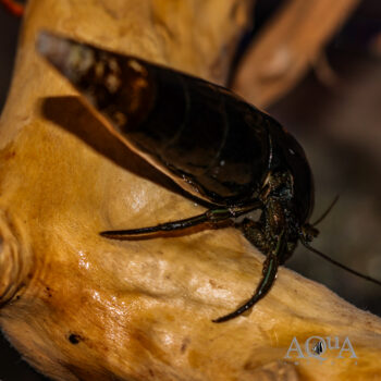 Brackish Hermit Crab (Clibanarius cf. longitarsus)