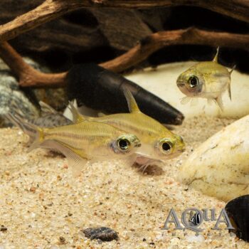 Blue Flash Glass Tetra (Heterocharax virgulatus)