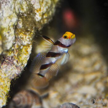 Hi Fin Banded Goby (Stonogobiops nematodes)