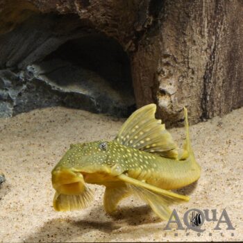 Hifin Green Phantom Pleco (Baryancistrus demantoides)