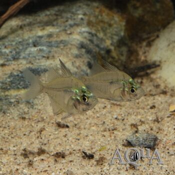 Highfin Glassfish (Parambassis lala)