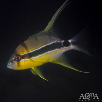 Threadfin Snapper (Symphorichthys spilurus)