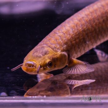 Hingemouth Fish (Phractolaemus ansorgii)