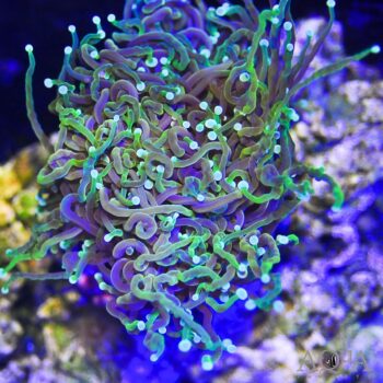 Holy Grail Torch Coral (Euphylia glabrescens)