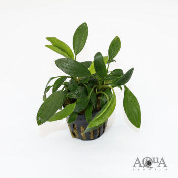 Homalomena sp. Sekadau South