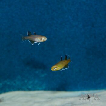 Honey Blue Eye Rainbowfish (Pseudomugil mellis)