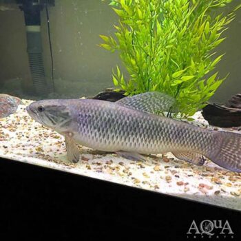 Intermedius Wolf Fish (Hoplias intermedius)
