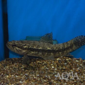 Black Wolf Fish (Hoplias curupira)