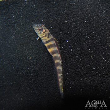 Horned Blenny (Omobranchus smithi)