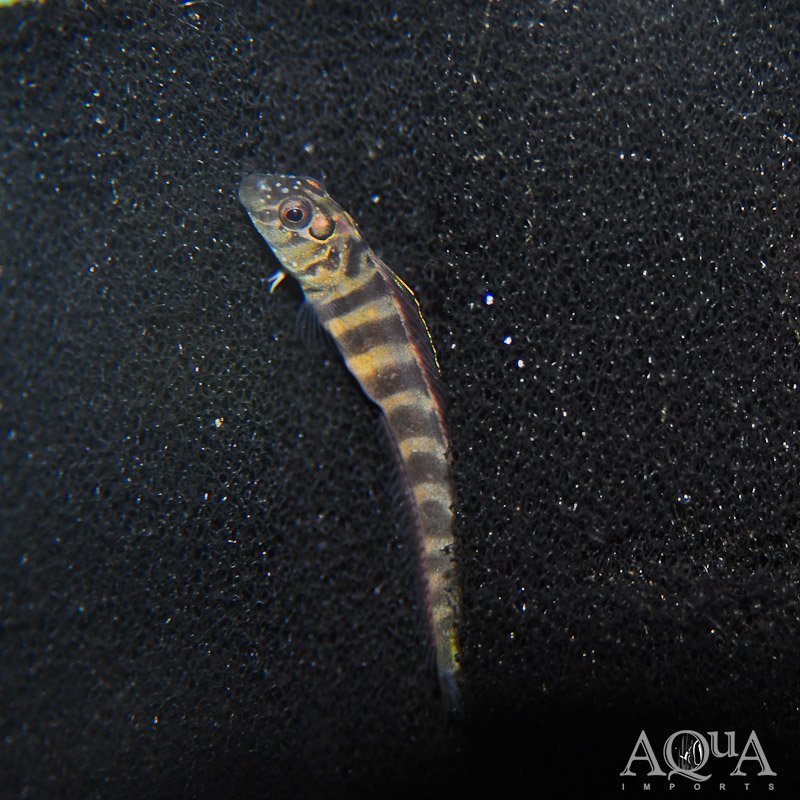 Horned Blenny (Omobranchus smithi)