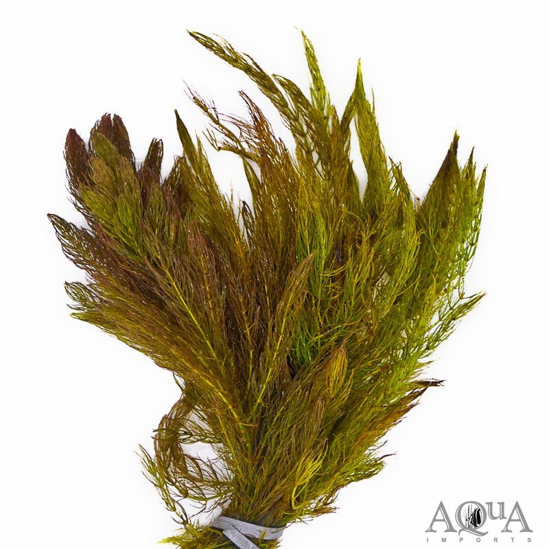 Hornwort (Ceratophyllum demersum)
