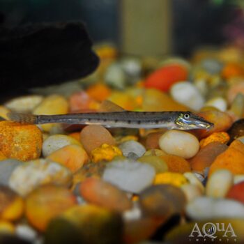 Horseface Loach (Acantopsis cf. dialuzona)