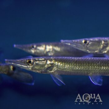 Hujeta Gar (Ctenolucius hujeta)