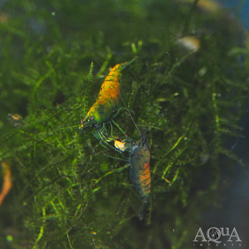 Hulk Orange Shrimp (Neocaridina denticulata)