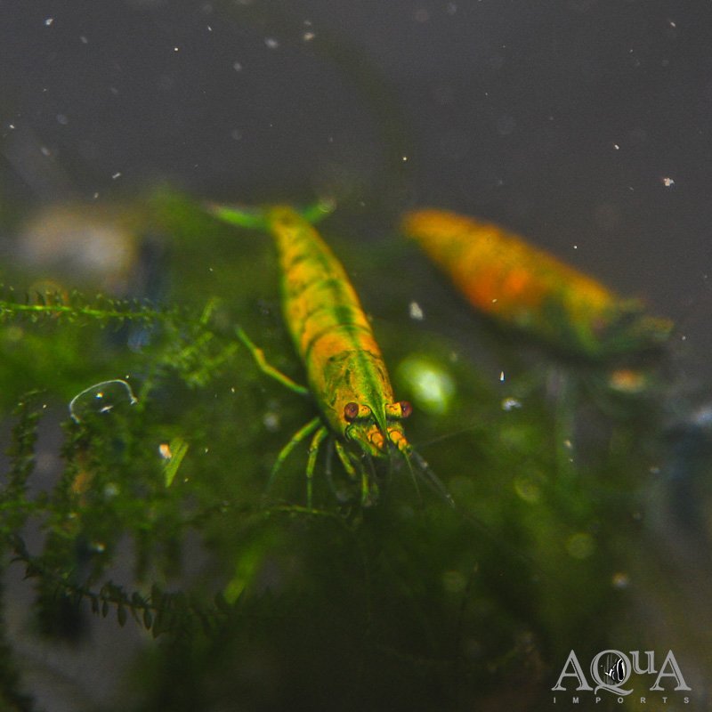 Hulk Orange Shrimp (Neocaridina denticulata)