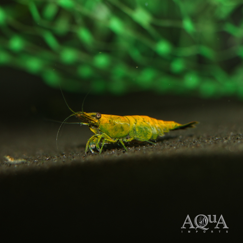 Hulk Orange Shrimp (Neocaridina denticulata)