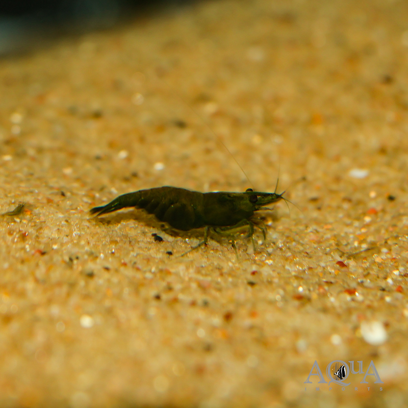 Hulk Orange Shrimp (Neocaridina denticulata)