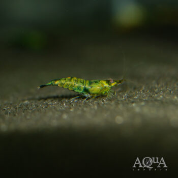 Hulk Orange Shrimp (Neocaridina denticulata)