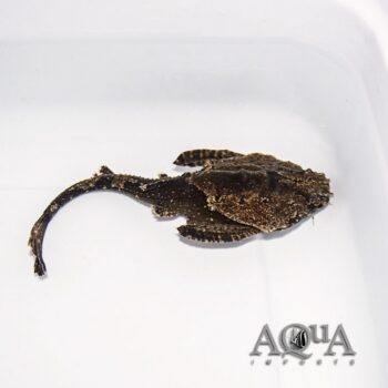 Humpback Banjo Catfish (Bunocephalus verrucosus)