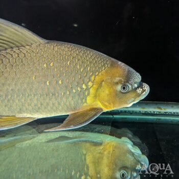 Humphead Carp (Incisilabeo behri)