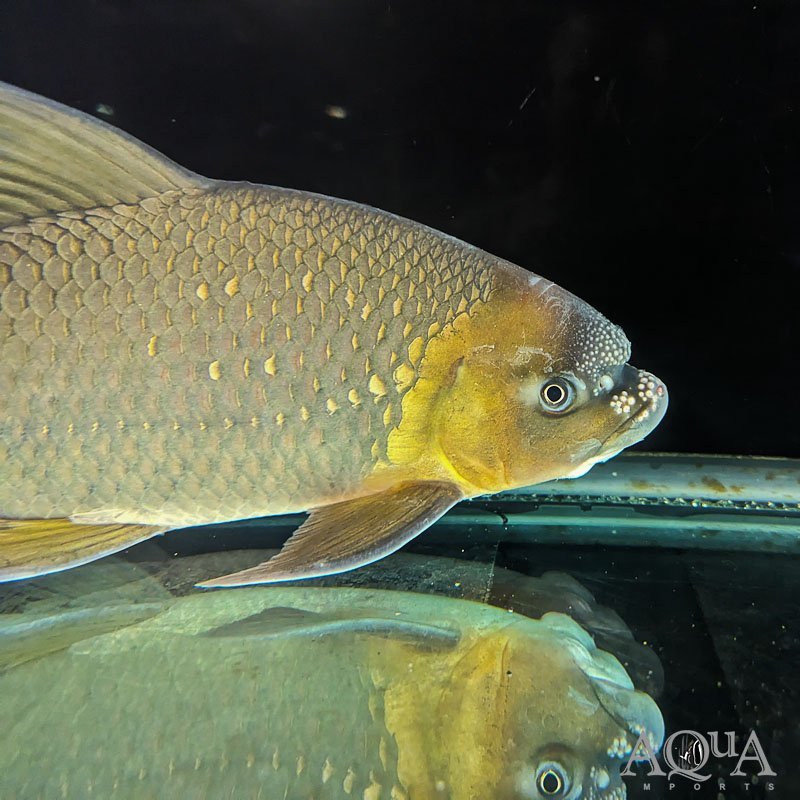 Humphead Carp (Incisilabeo behri)
