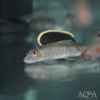 Burmese Humphead Garra (Garra salweenica)